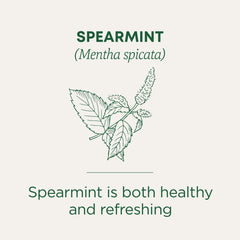Cup of Traditional Medicinals Organic Spearmint Tea steaming invitingly.