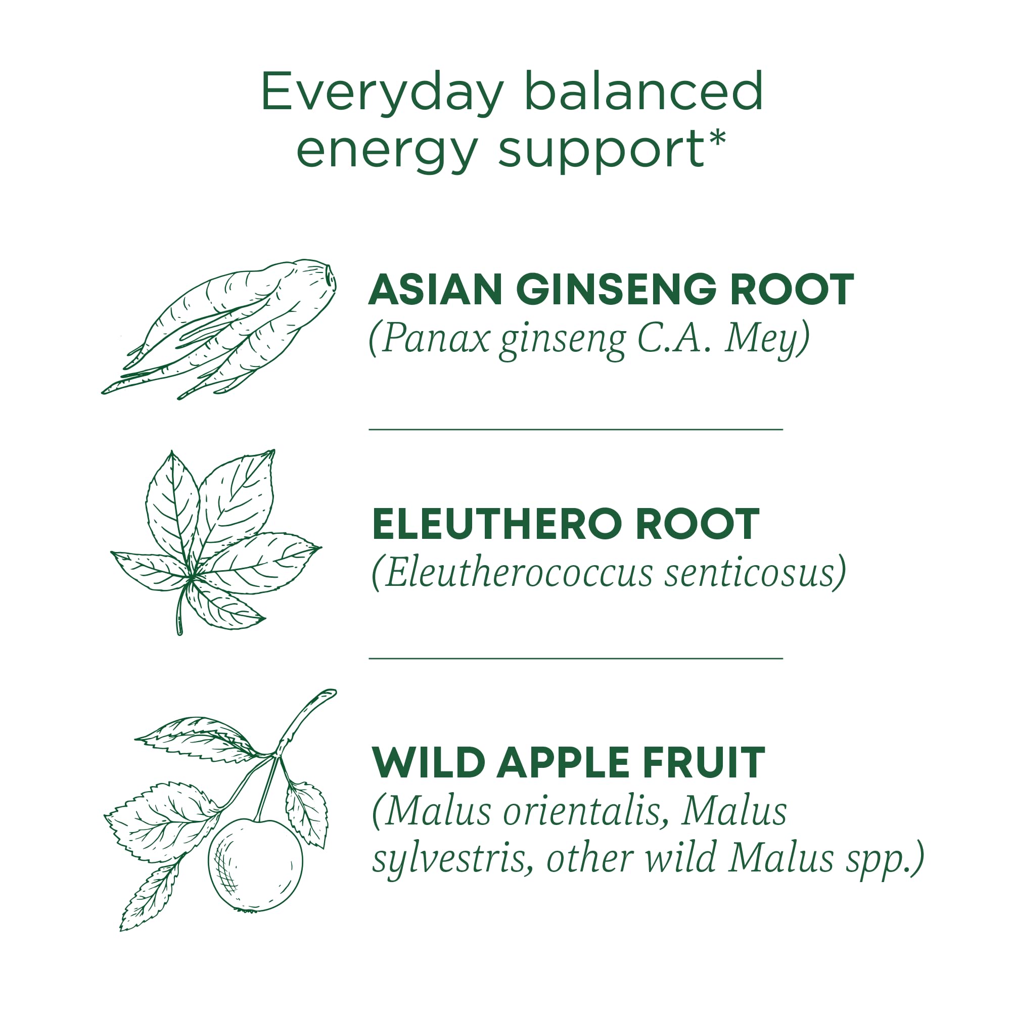 Traditional Medicinals Stress Ease Focus ginseng root highlights adaptogen-inspired focus.