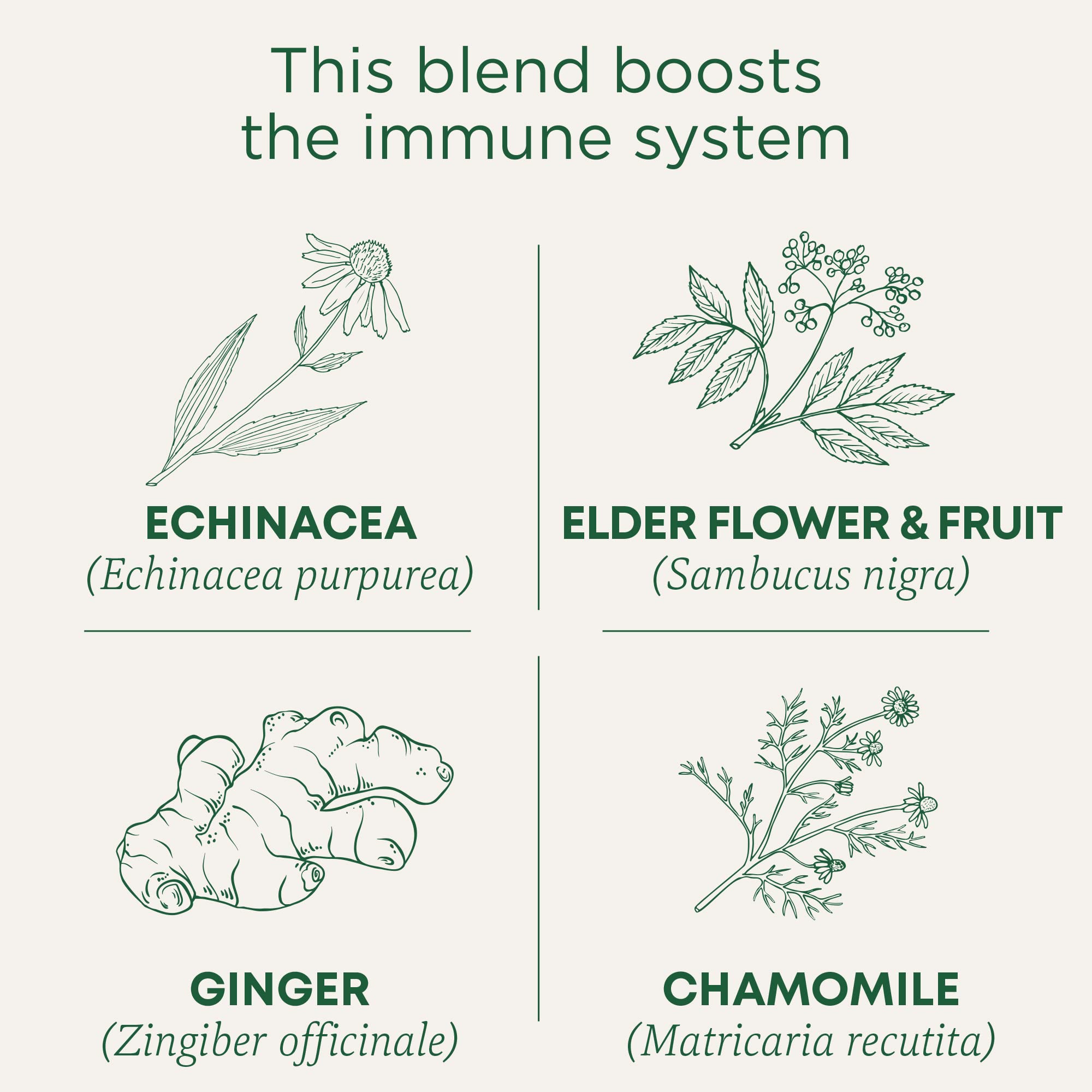 Traditional Medicinals echinacea elderberry ingredients highlight a botanicals blend for daily rituals.