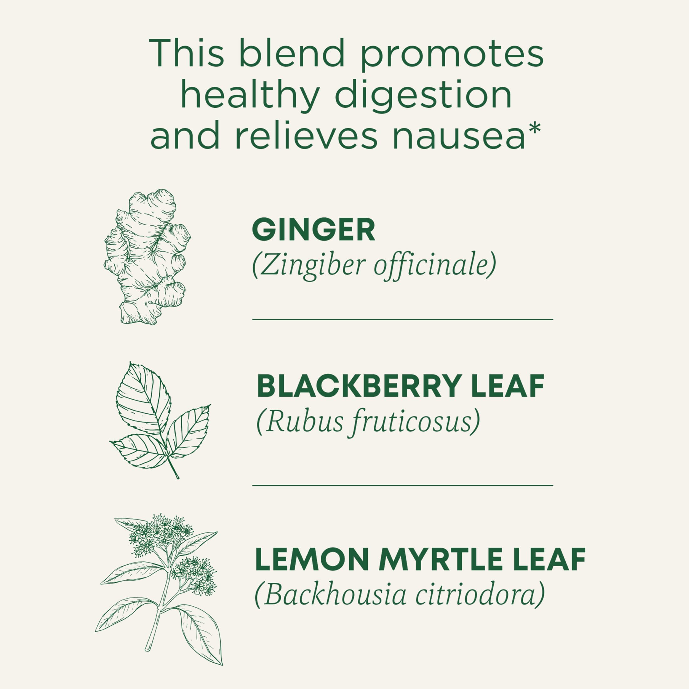 Traditional Medicinals Organic Ginger Aid cup steam illustrating comforting herbal warmth after meals