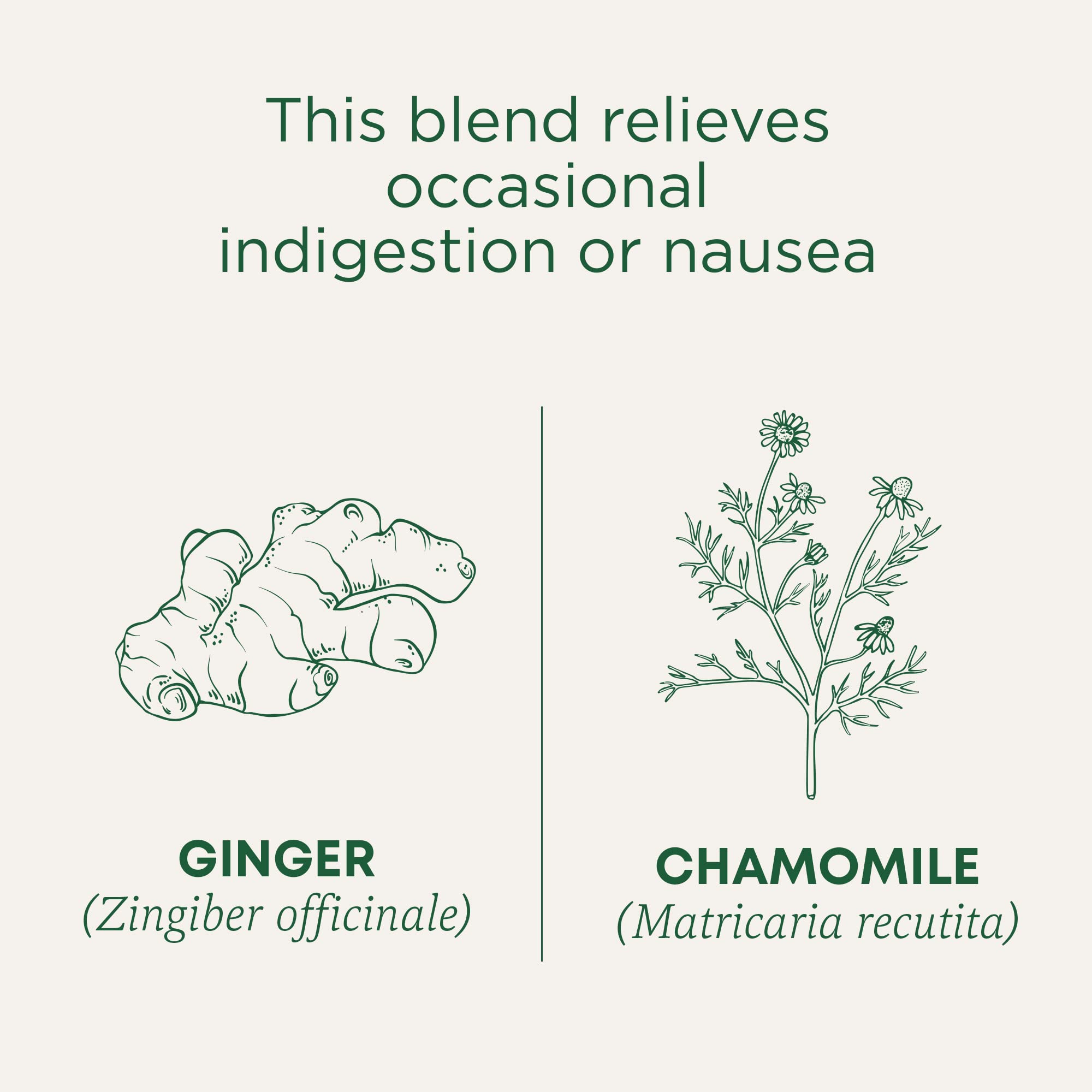 Steeping cup of Traditional Medicinals Ginger and Chamomile blend.