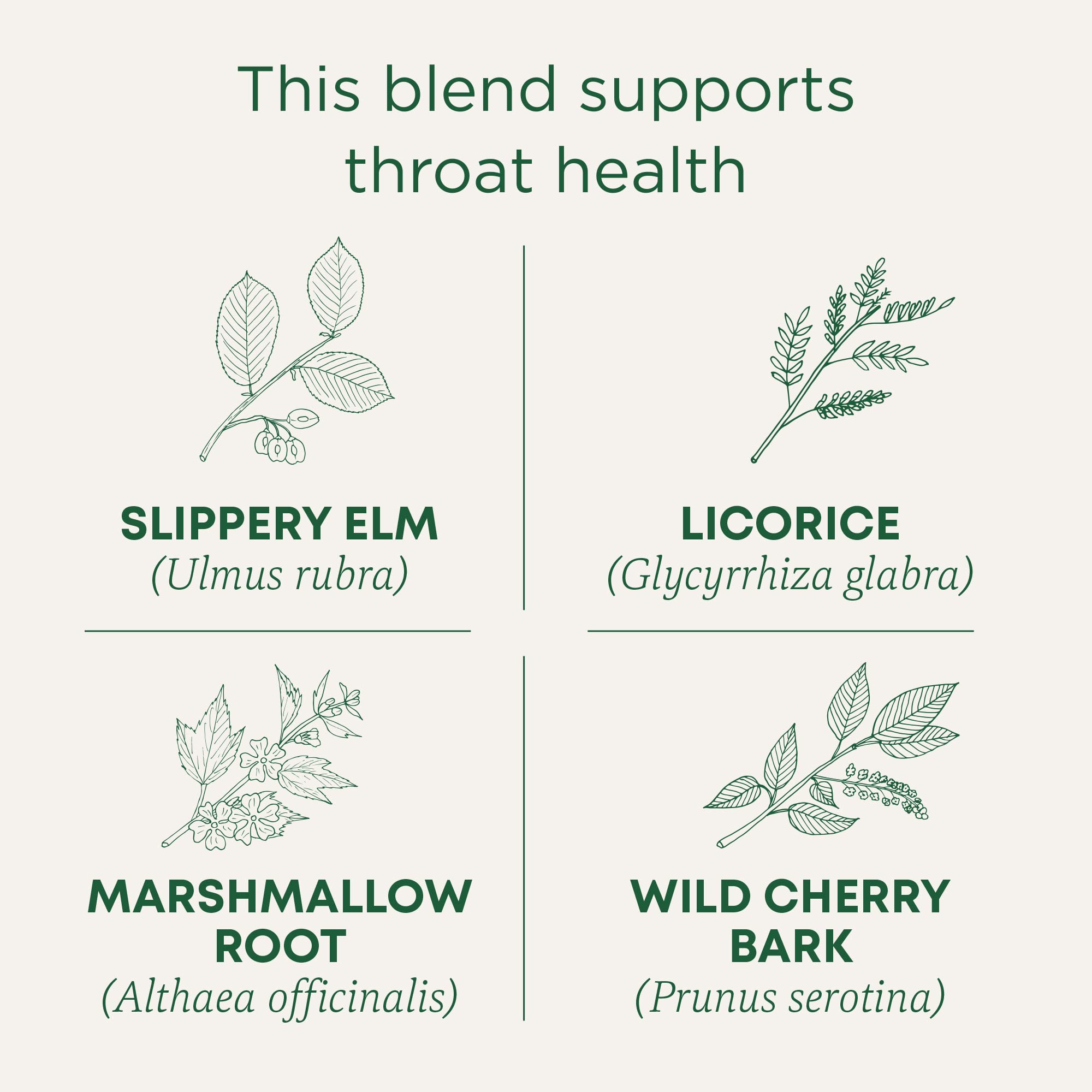 Traditional Medicinals Throat Coat tea steeping cup with warm licorice notes