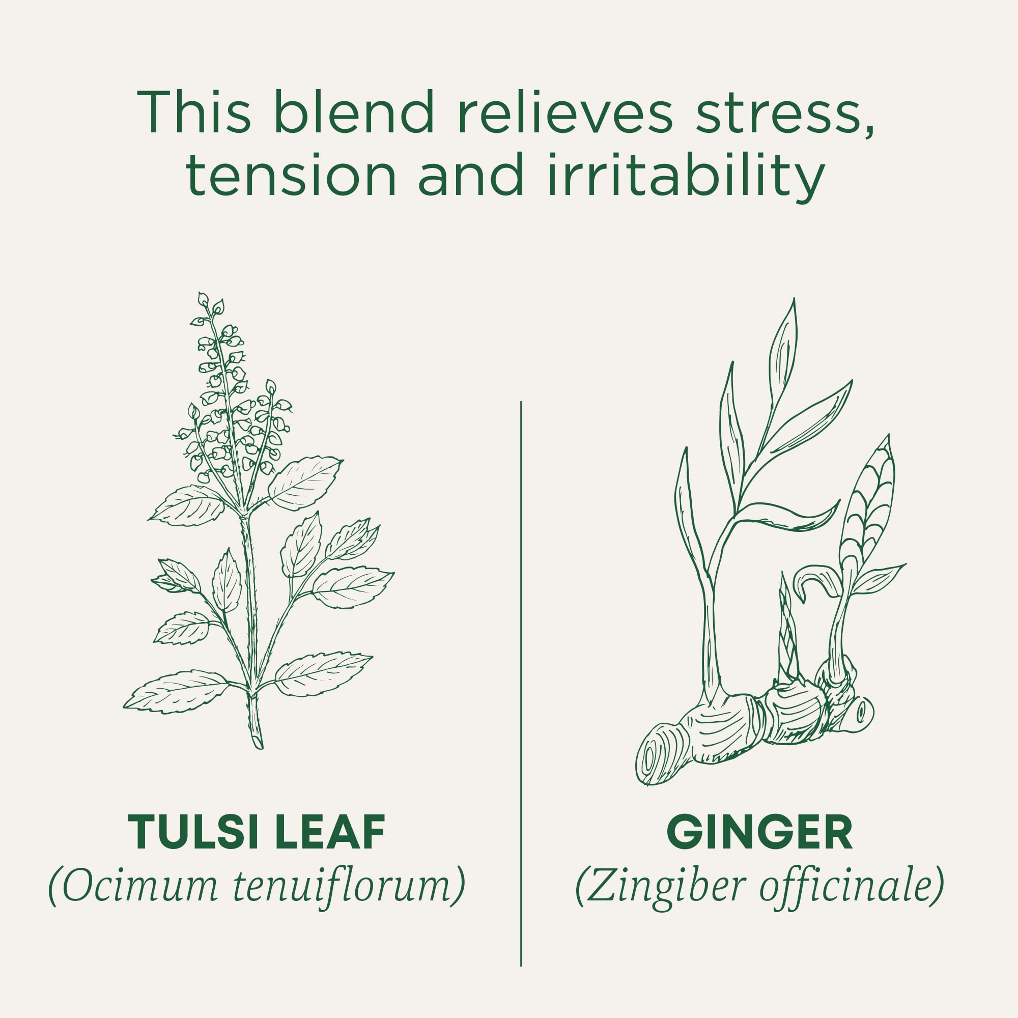 Traditional Medicinals tulsi ginger tea leaves and ginger roots symbolize balance.