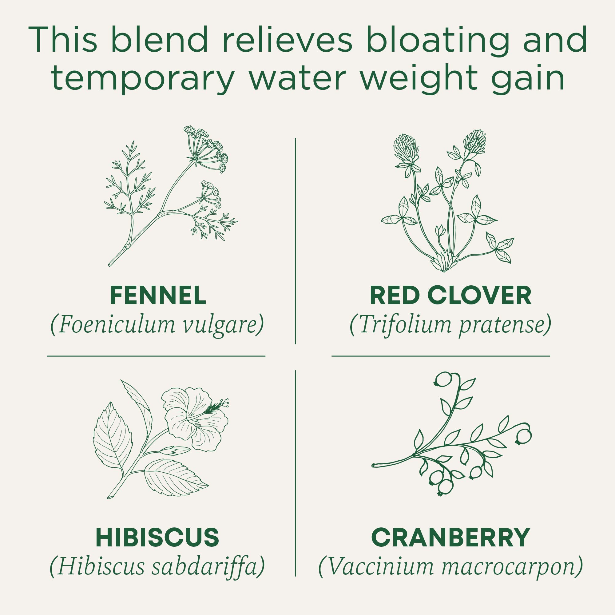 Traditional Medicinals Weightless Cranberry Tea brew close-up with cranberry and fennel aromas