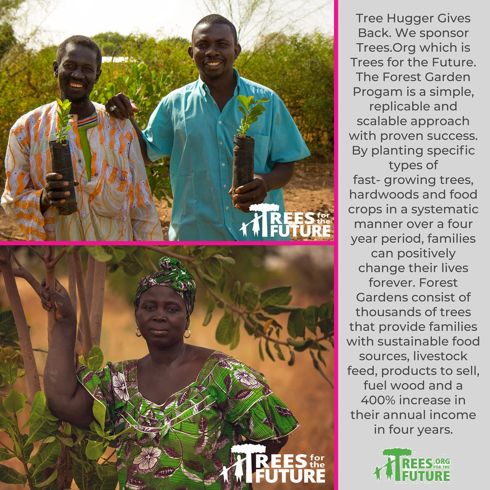 Tree Hugger gluten-free and nut-free gum for allergy safety