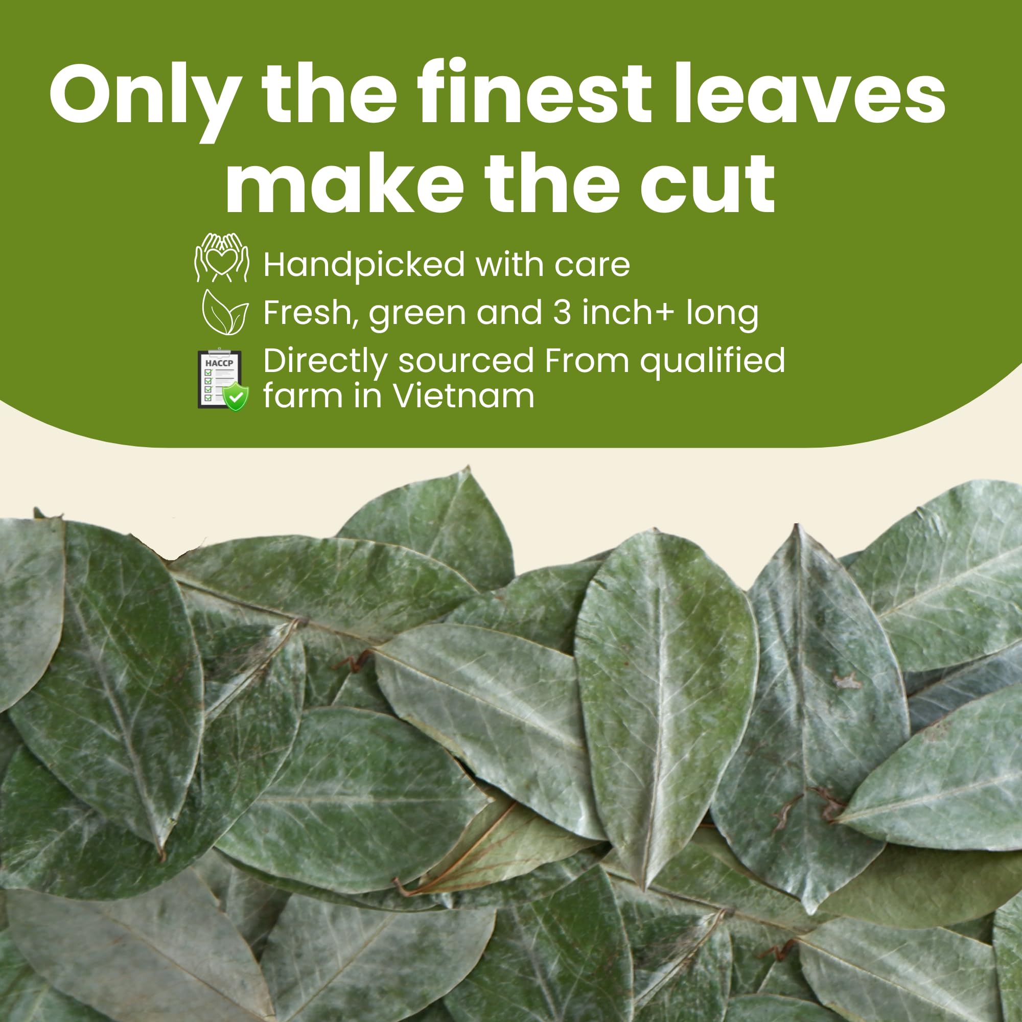 Tropical Teahouse handpicked soursop leaves on a tray, vibrant and fresh enamel