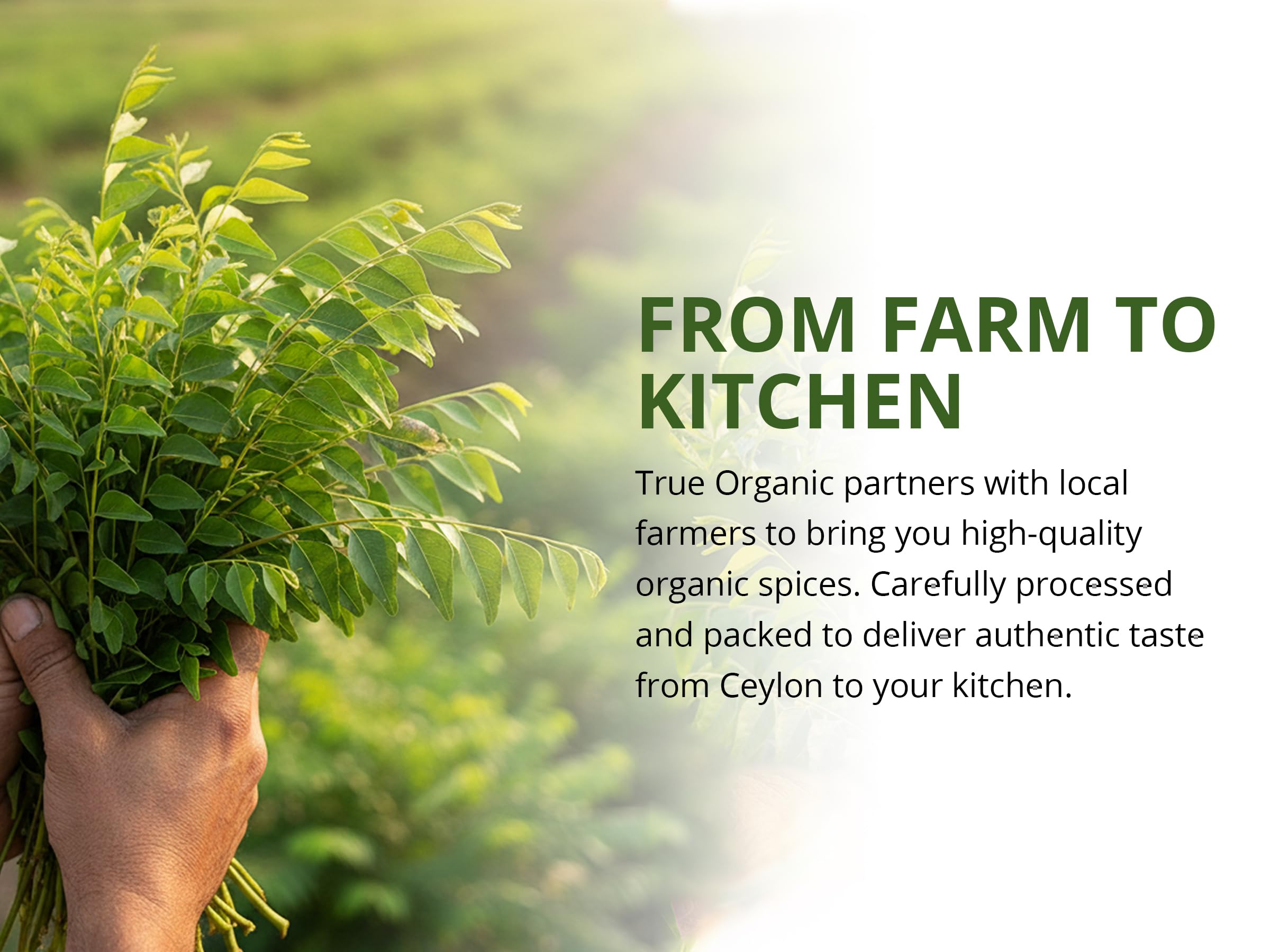 True Organic Ceylon Curry Leaves stovetop-simmer — enhances aromatic notes during cooking.