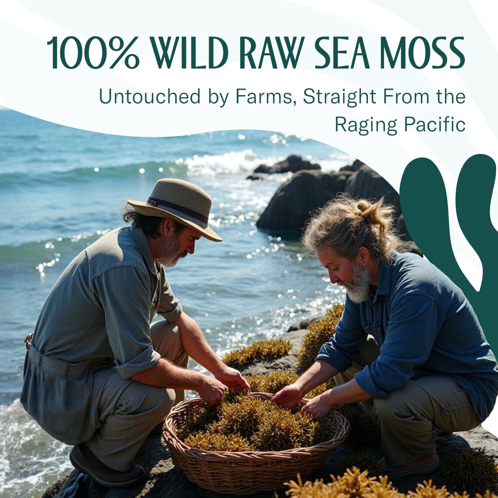 TrueSeaMoss kitchen-use sea moss as versatile ingredient in recipes