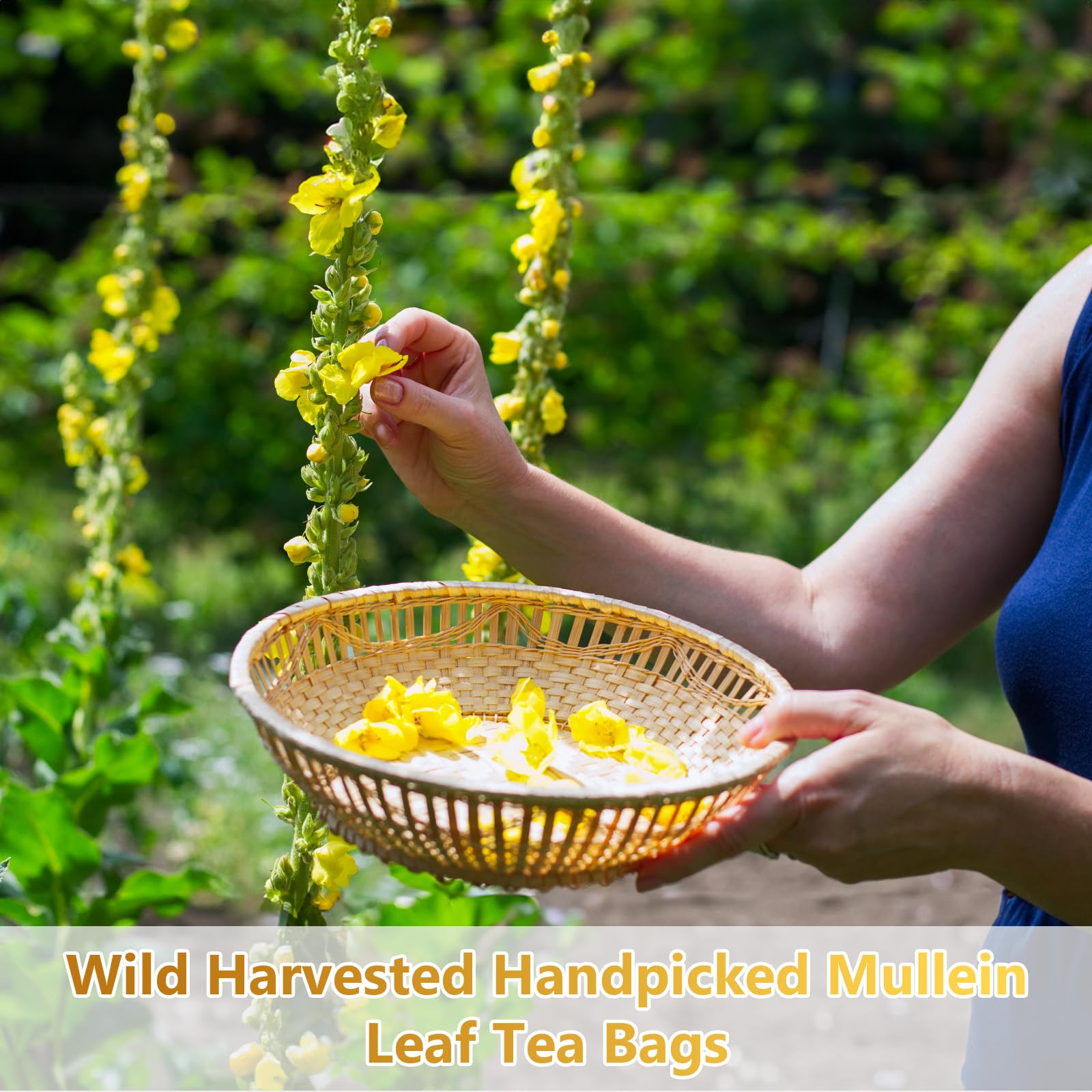 TTTea brewed mullein tea cup, warm aroma for relaxing evenings.
