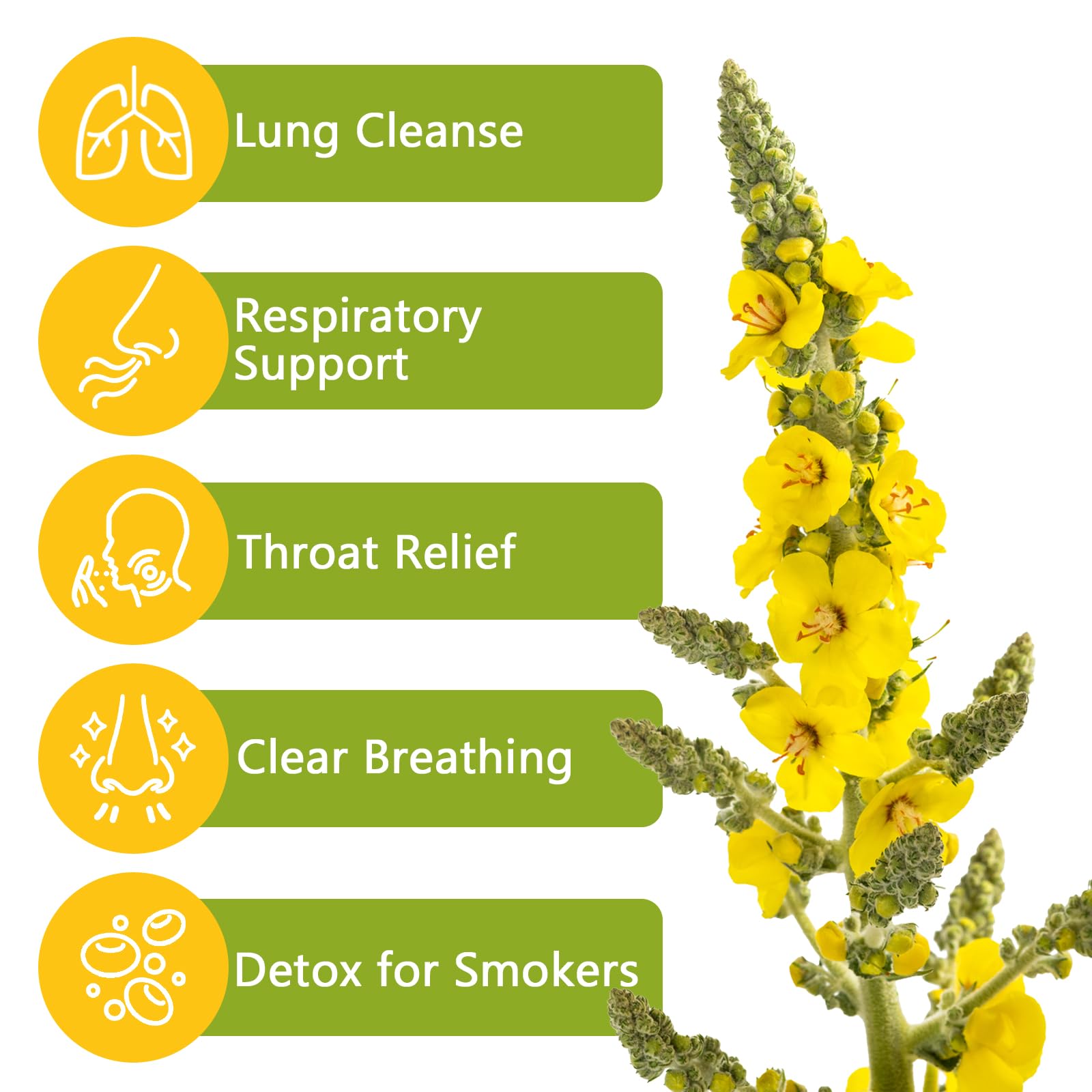 TTTea mullein tea for lungs, steam suggests gentle cleansing.