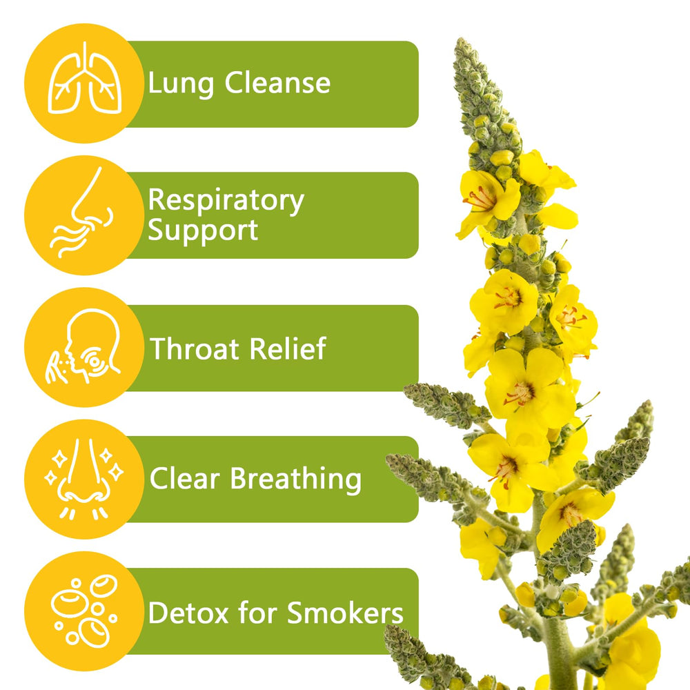 TTTea mullein tea for lungs, steam suggests gentle cleansing.