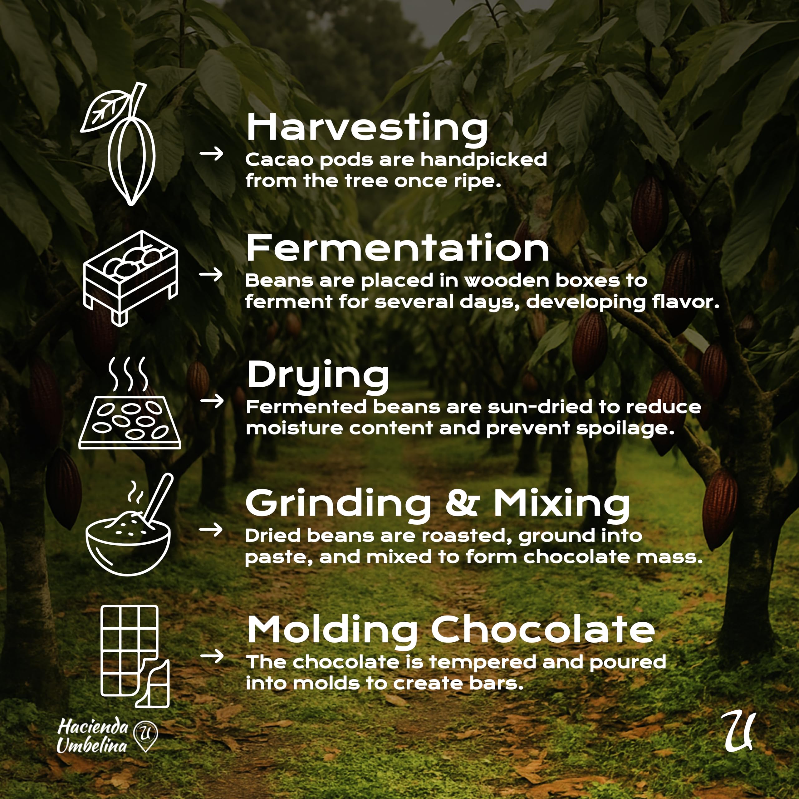 U Organic Dark Chocolate Melting Wafers support Amazonian communities through sustainable micro-batch cacao.
