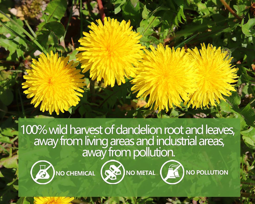 ULTHMOK Dandelion Tea in Cup emphasizes soothing aroma.