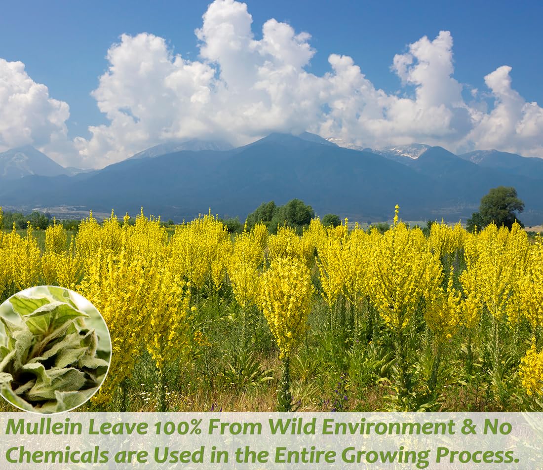 ULTHMOK Mullein Leaf Tea Pack showcases 100% pure leaves for clean flavor.