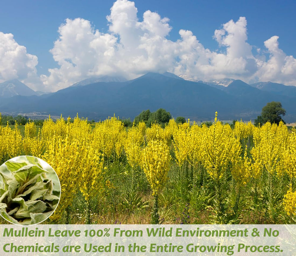 ULTHMOK Mullein Leaf Tea Pack showcases 100% pure leaves for clean flavor.