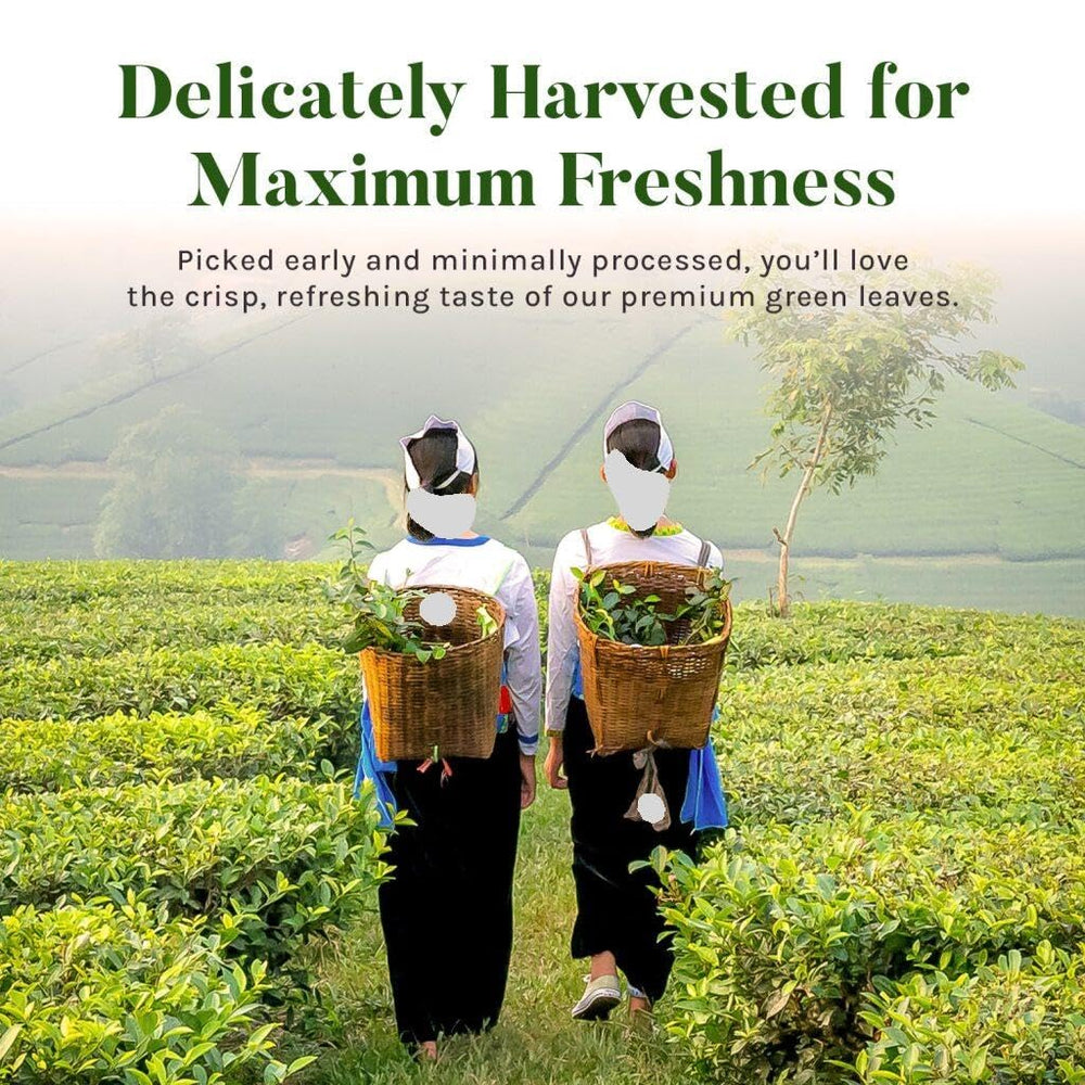 Uncle Lee's Premium Green Tea individually wrapped bags for on-the-go brewing