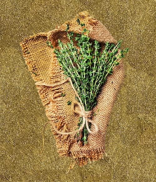Sprinkling Unpretentious ground thyme over a creamy sauce to boost aroma