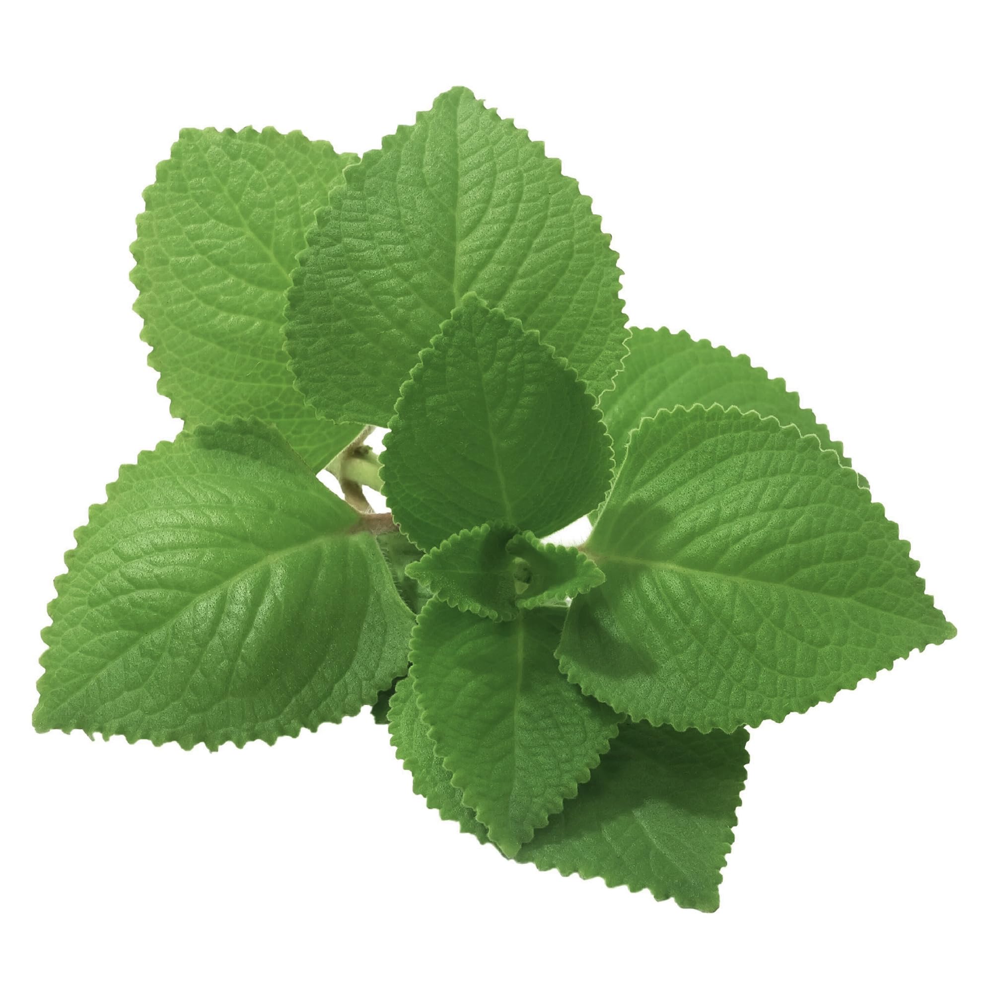 Unpretentious Mexican Oregano spice jar close-up emphasizing bright floral notes for salsas.