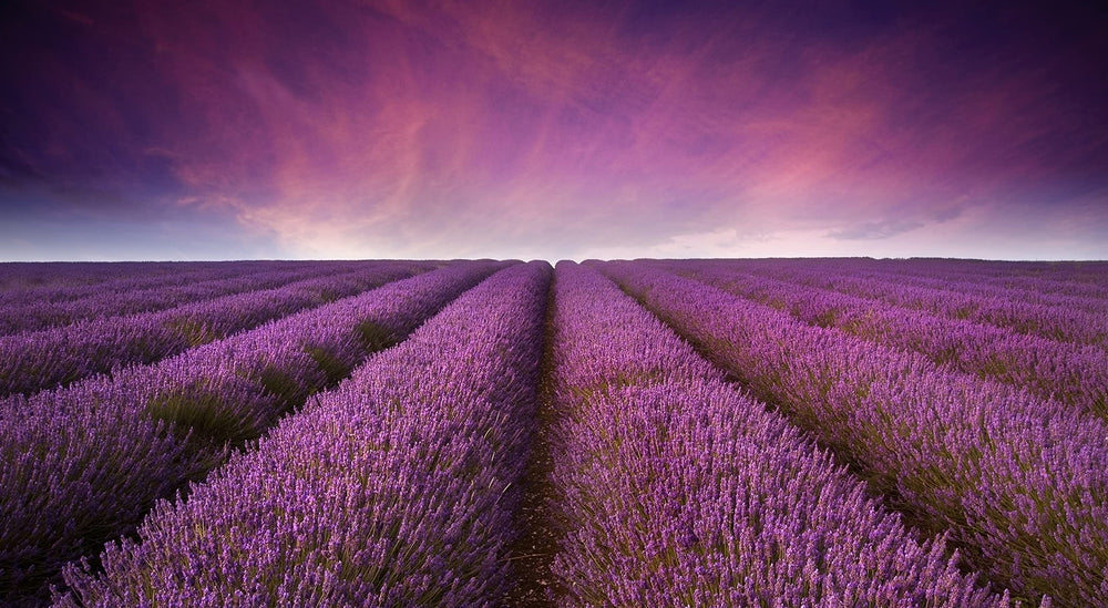 US Wellness Naturals Albanian lavender fields inspiring pristine harvest