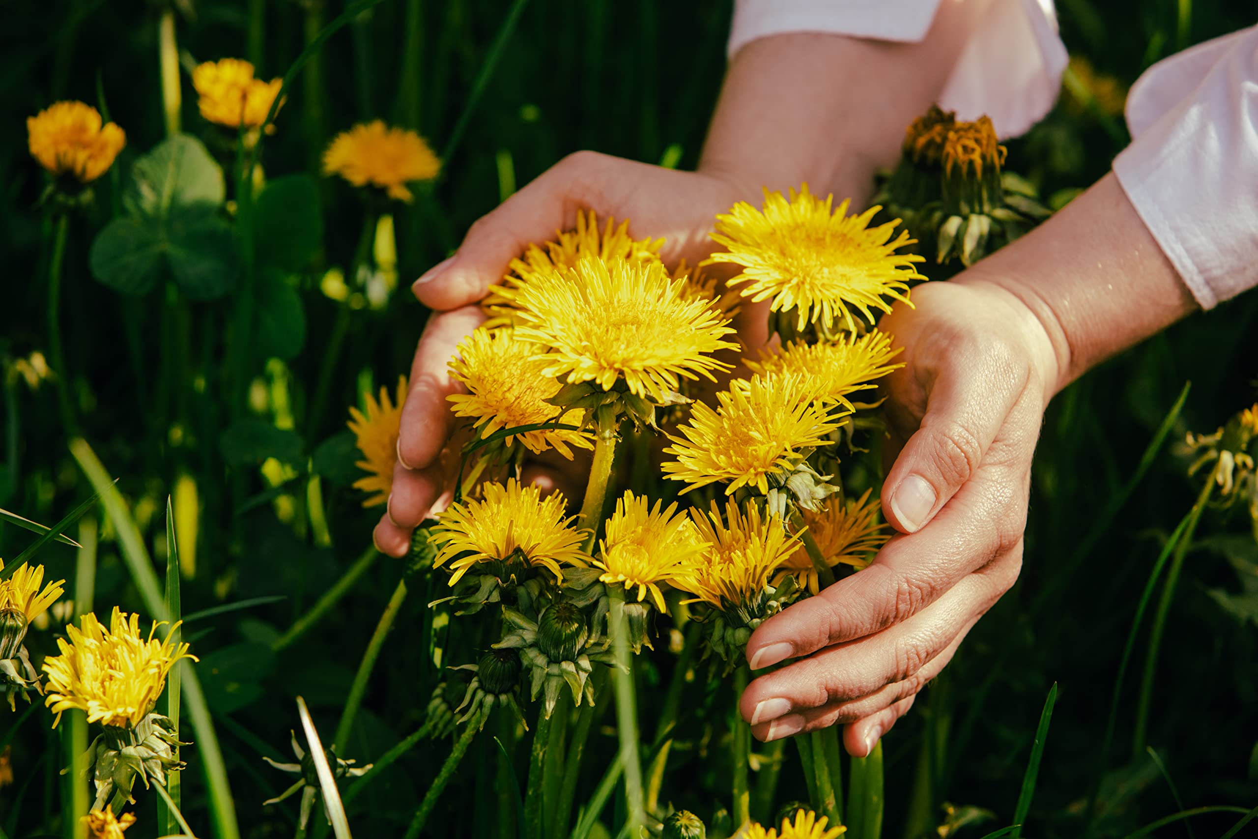 Us Wellness Naturals Dandelion Root Tea yields over 200 cups per bag