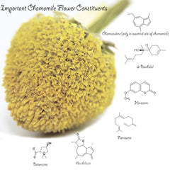 US Wellness Naturals Egyptian chamomile sourcing shows farm to bag transparency