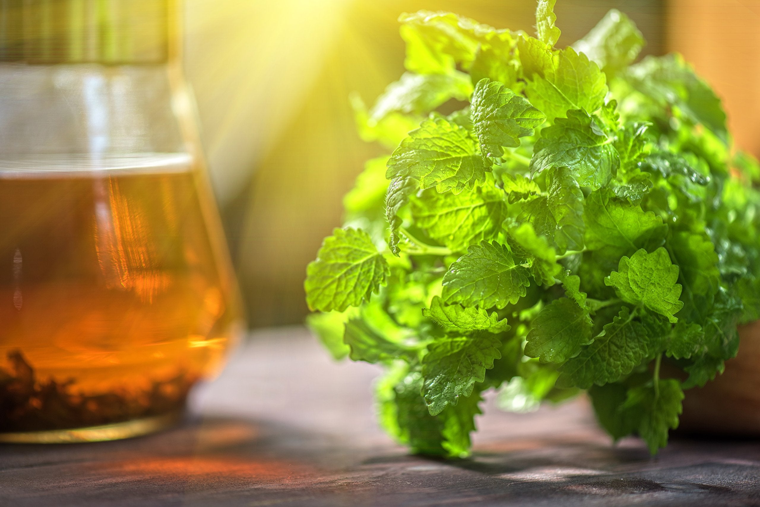 US Wellness Naturals lemon-balm-field-harvest displays fresh leaves from sunlit fields.
