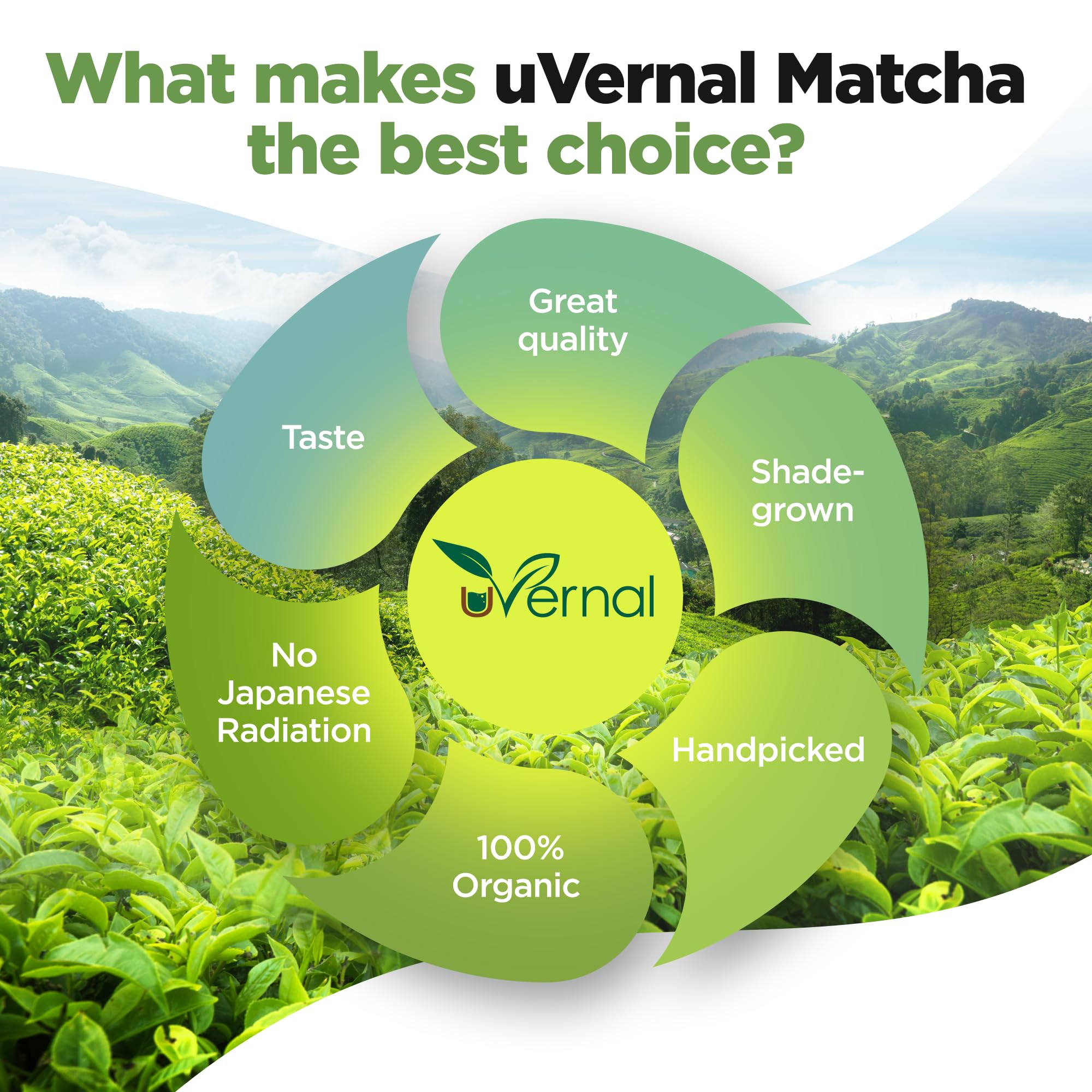 Uvernal matcha latte ready-for-service with cafe-quality foam and taste.