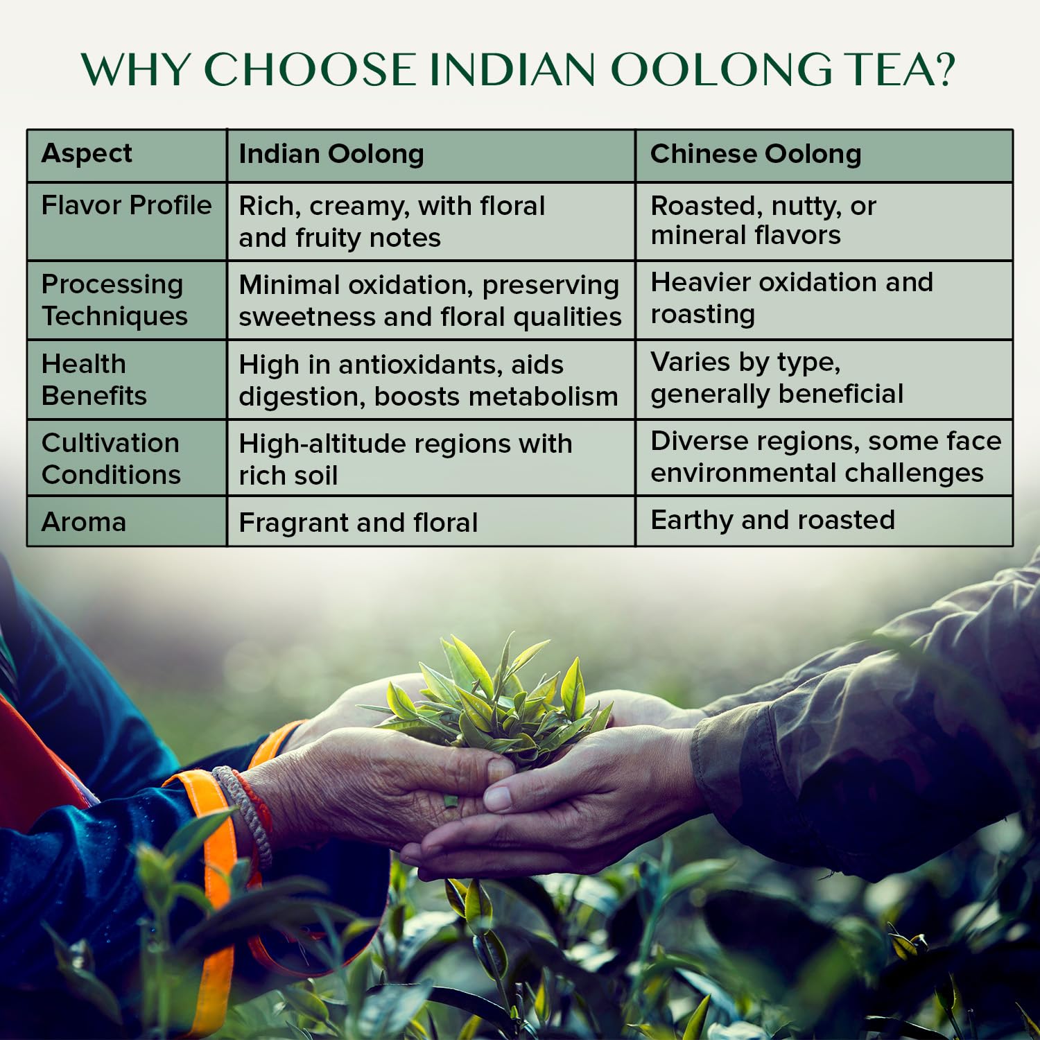 VAHDAM Himalayan tea plants showcase premium oolong harvested at altitude for nuanced flavors.