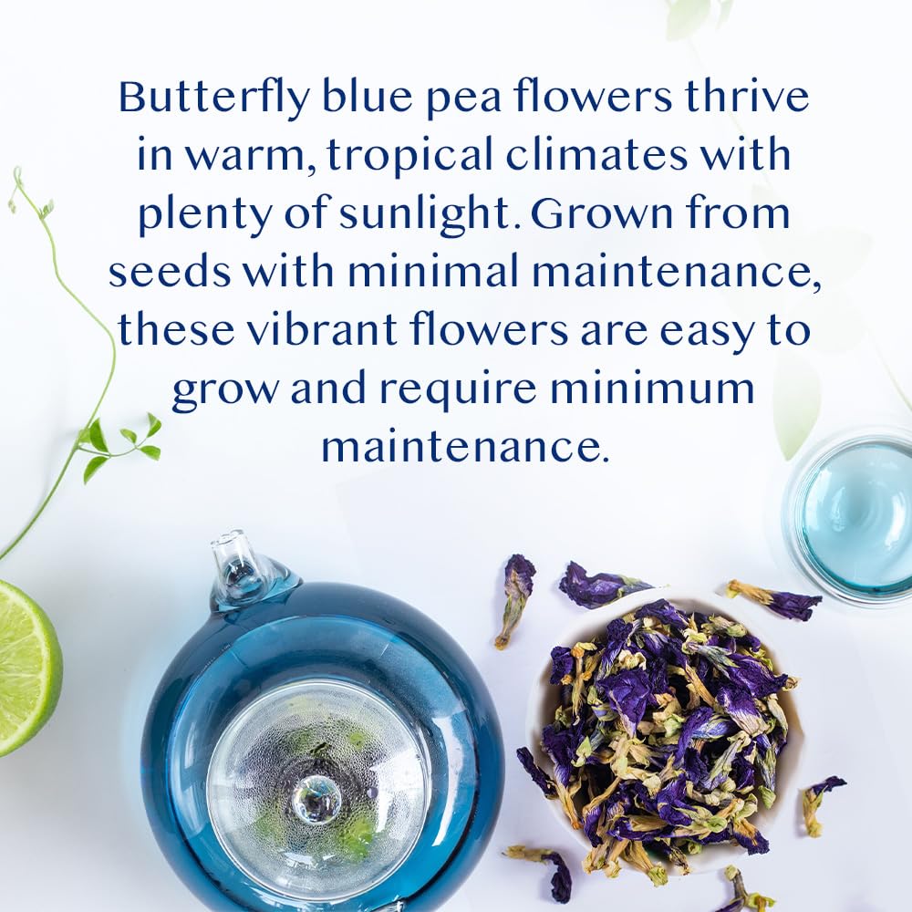 VAHDAM Butterfly Blue Pea Tea blends into warm drinks with a soft floral finish.