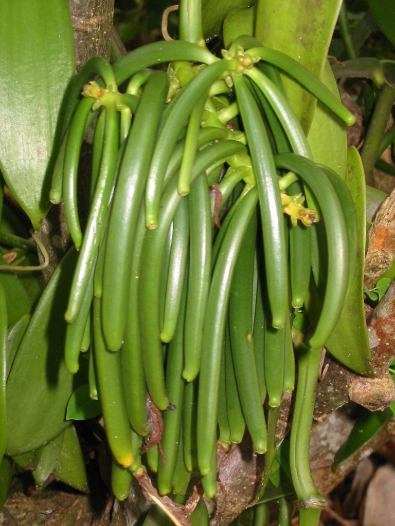 Vanilla Products USA PNG-grown vanilla beans highlighting farm-sourced authenticity.