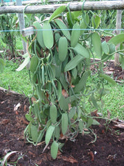 Vanilla Products USA triple inspected vanilla beans ensure consistent quality