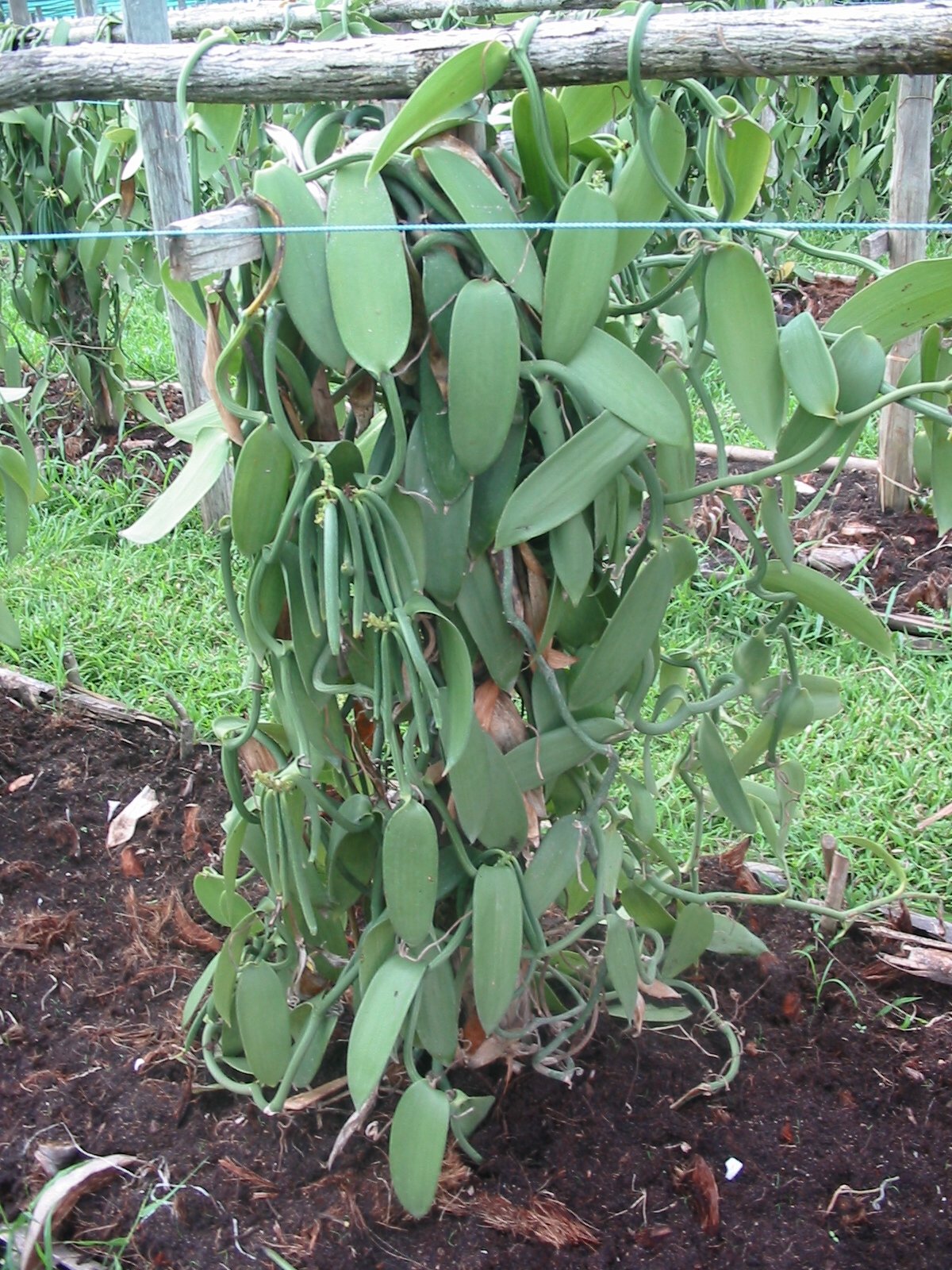 Vanilla Products USA vacuum-packed vanilla beans, extended freshness for bulk storage.