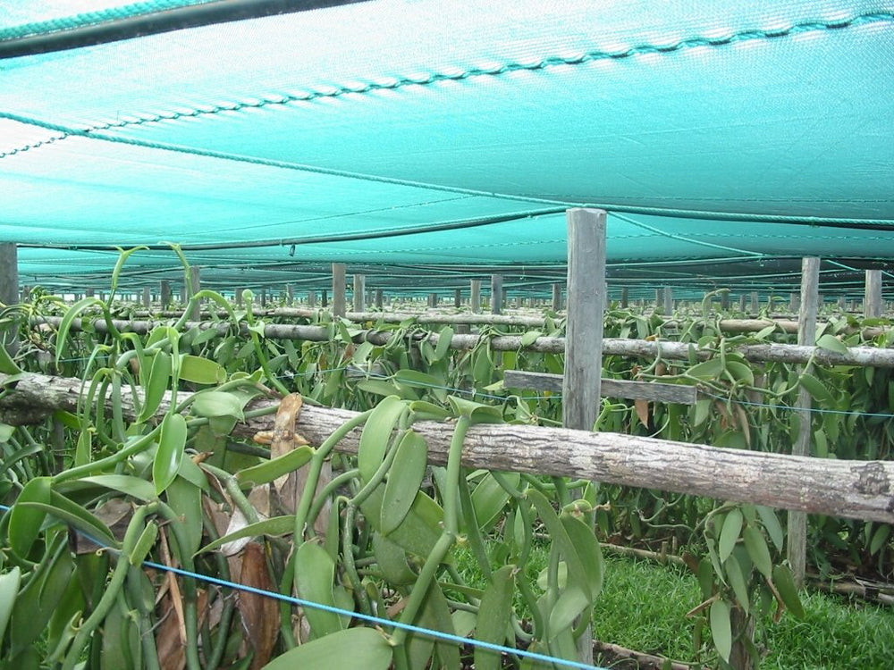 Vanilla Products USA Madagascar vanilla beans for cooking and gourmet dishes