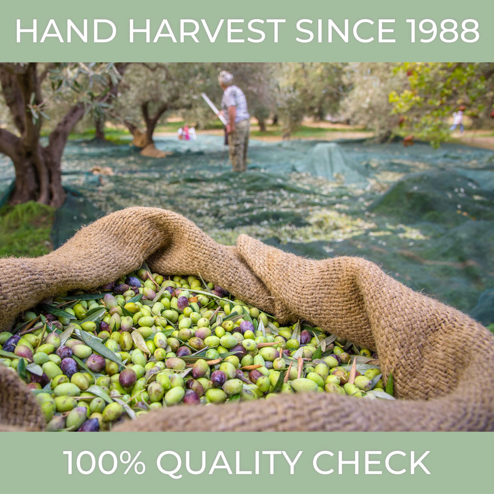 VIRGEEN Italian EVOO label conveys authenticity and premium quality.