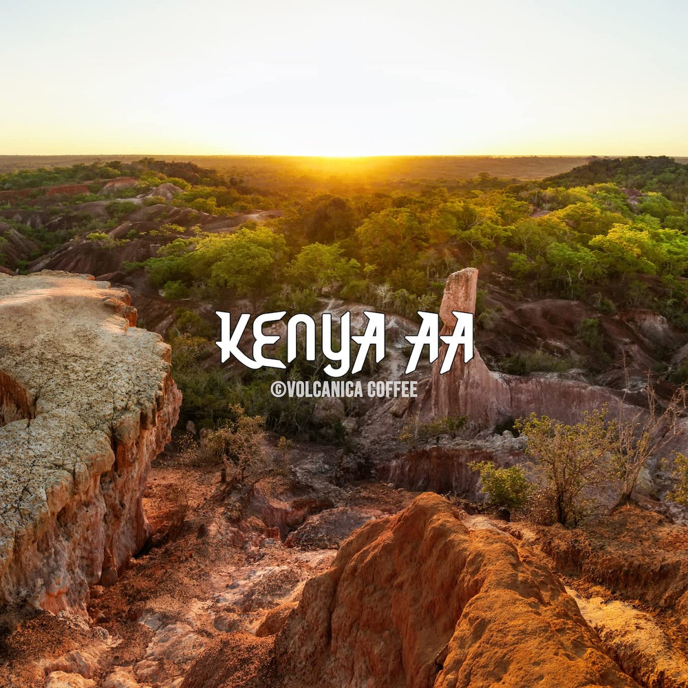 Volcanica Kenya AA fresh-roasted beans for a bright cup