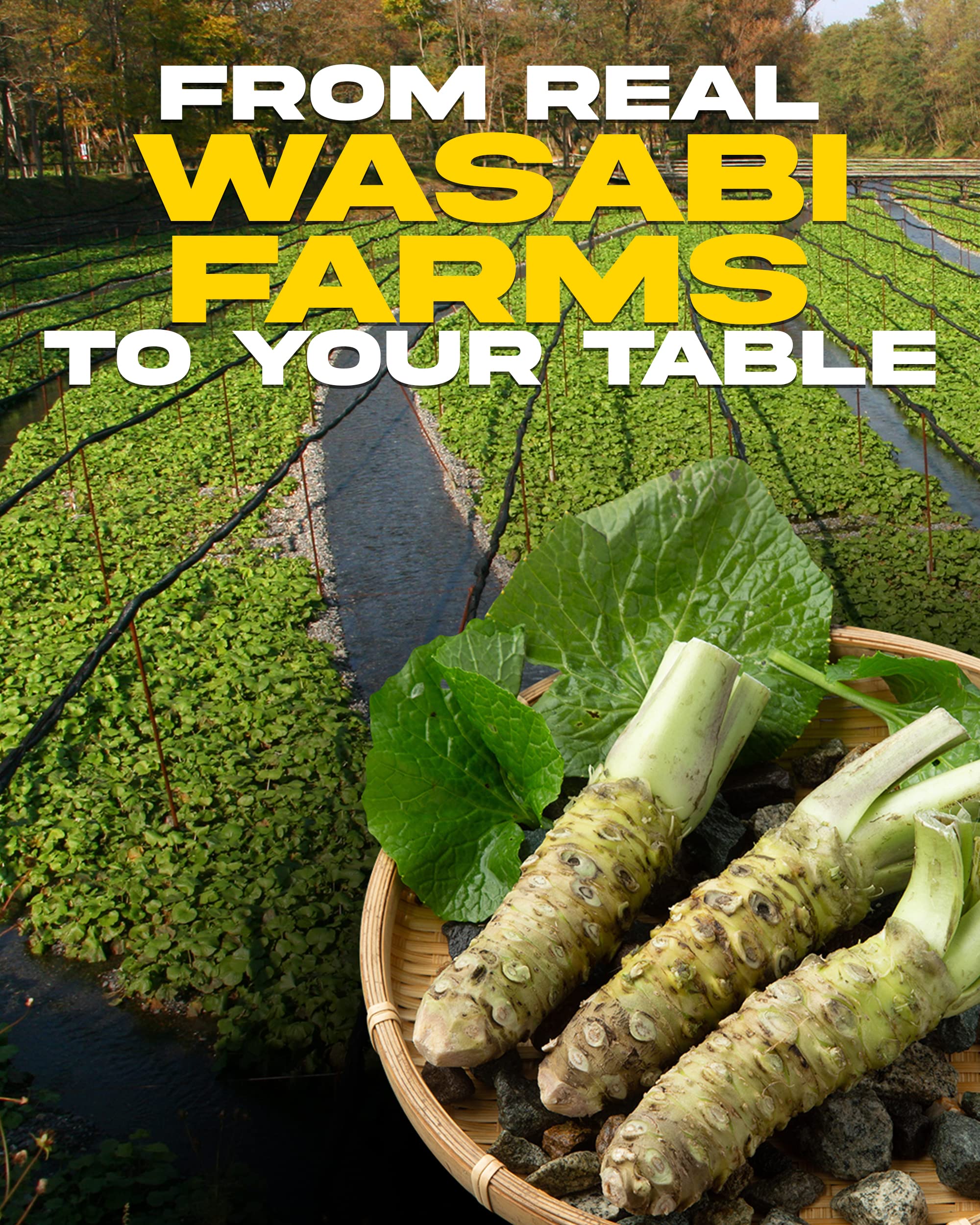Wasabi-O real wasabi powder jar back displays ingredients and usage notes.