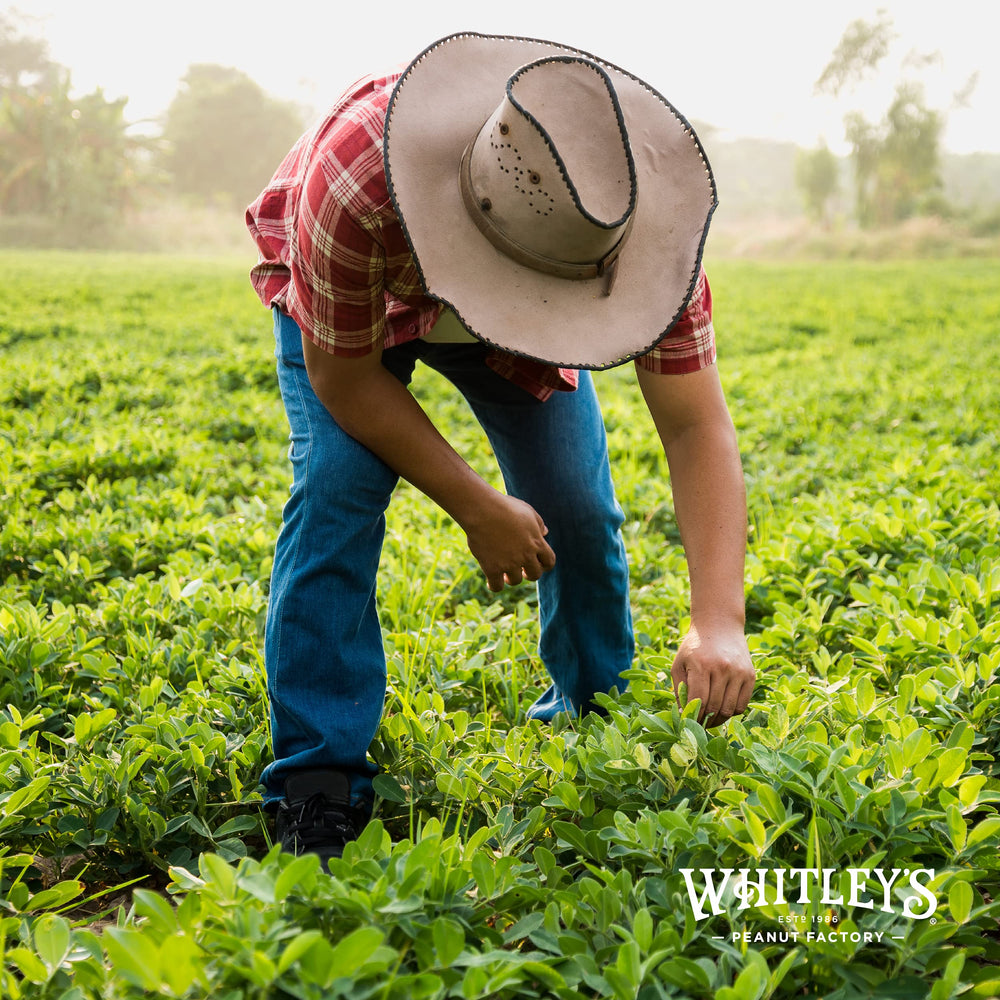 Whitley's Virginia peanuts stored in pantry in vacuum-sealed tin to maintain freshness