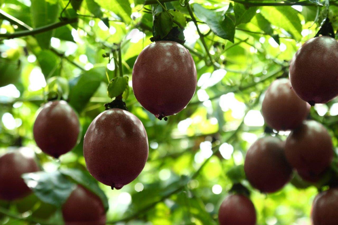 Bright color and texture of Wholeberry passion fruit pieces in the bag.
