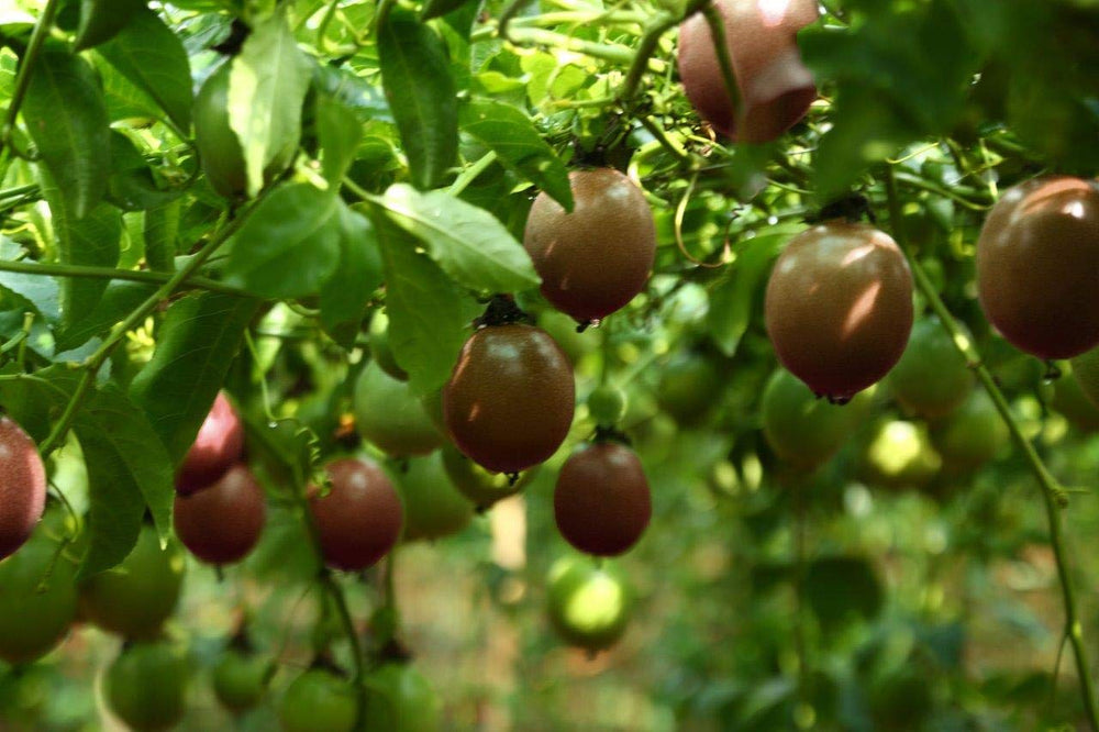 Wholeberry maracuja ingredients displayed for healthy snacking ideas.