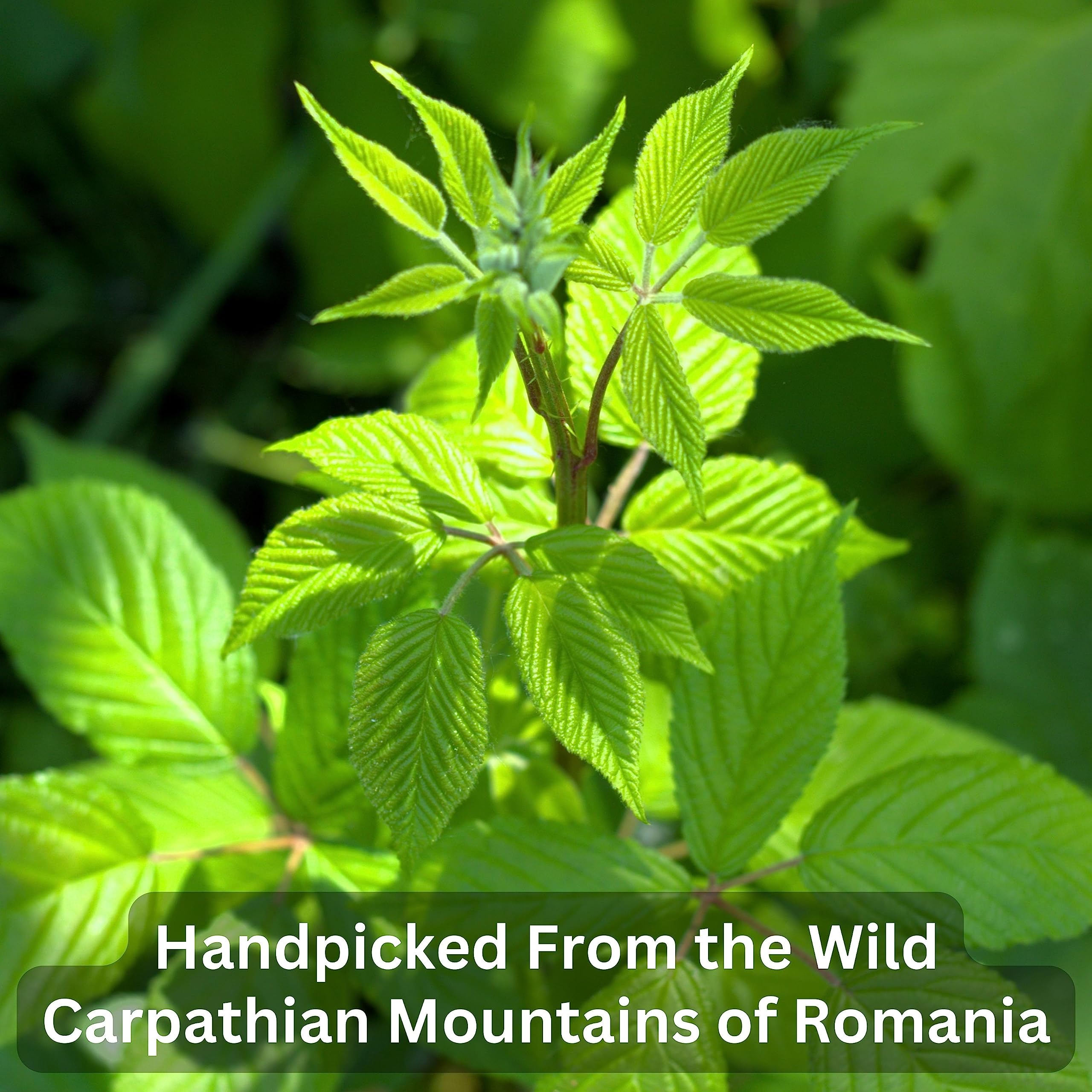 Wild Bliss Romanian wildcrafted raspberry leaves indicating single-origin quality