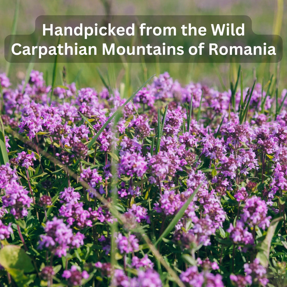 Wild Bliss Wild Thyme Tea steeping cup releases herbal aroma.