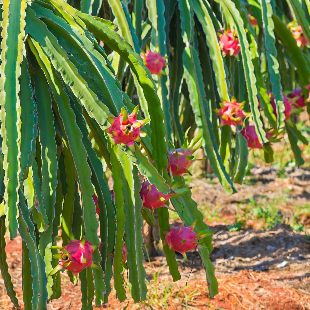Dragon fruit powder dessert topping for colorful treats