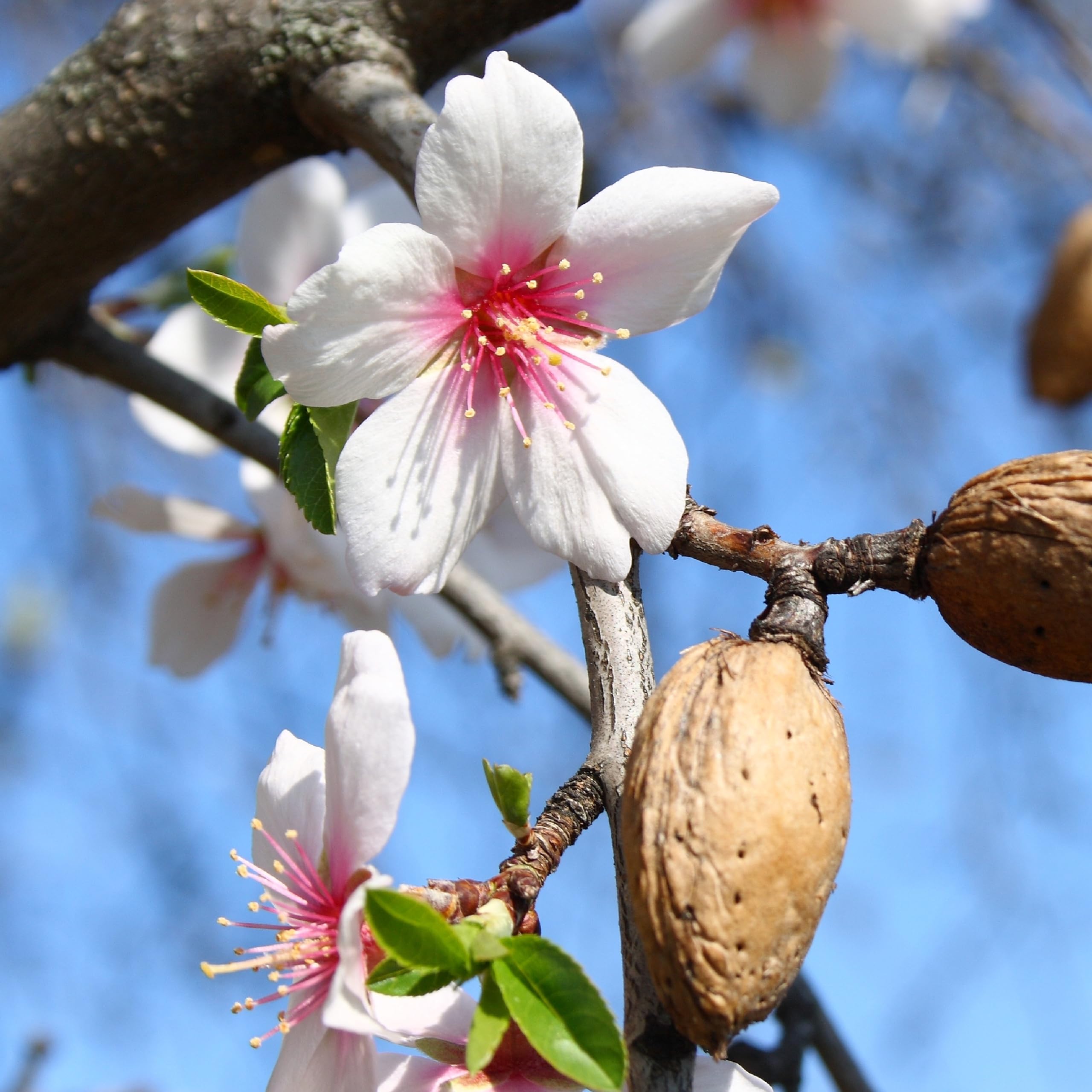 Gift-ready bulk almonds from Wilderness Poets for pantry enthusiasts.