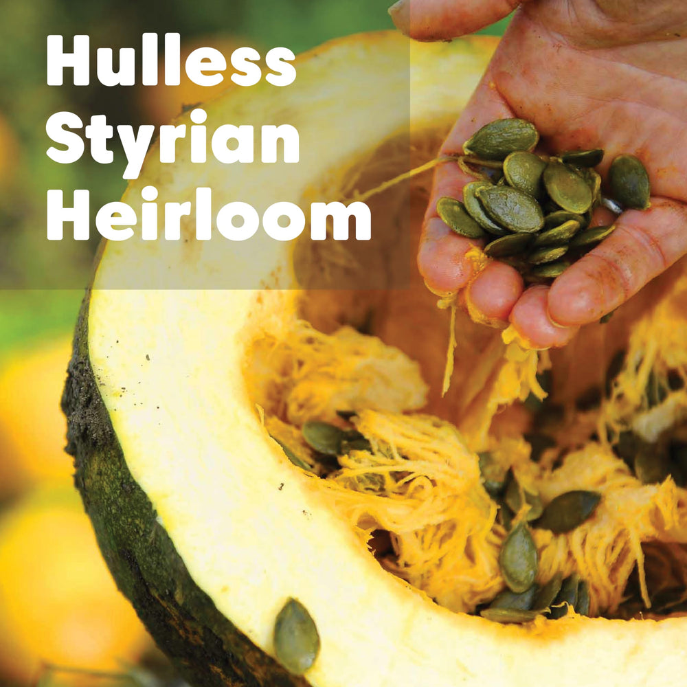 Wilderness Poets Styrian seeds in a bowl, vibrant green and crunchy.