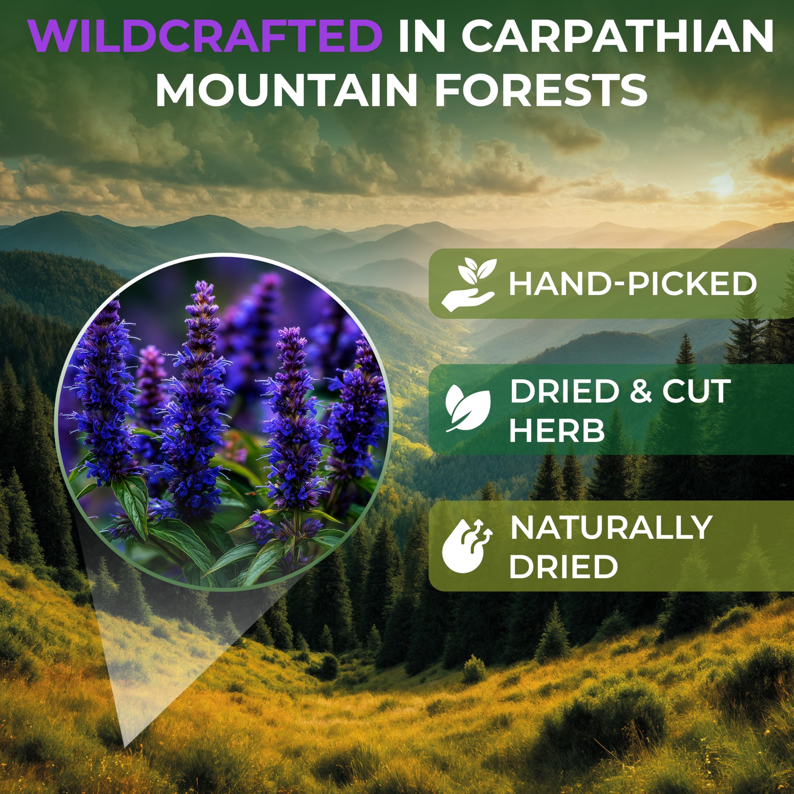 Wildfield Herbs hyssop tea infusion in cup, inviting fragrant aroma