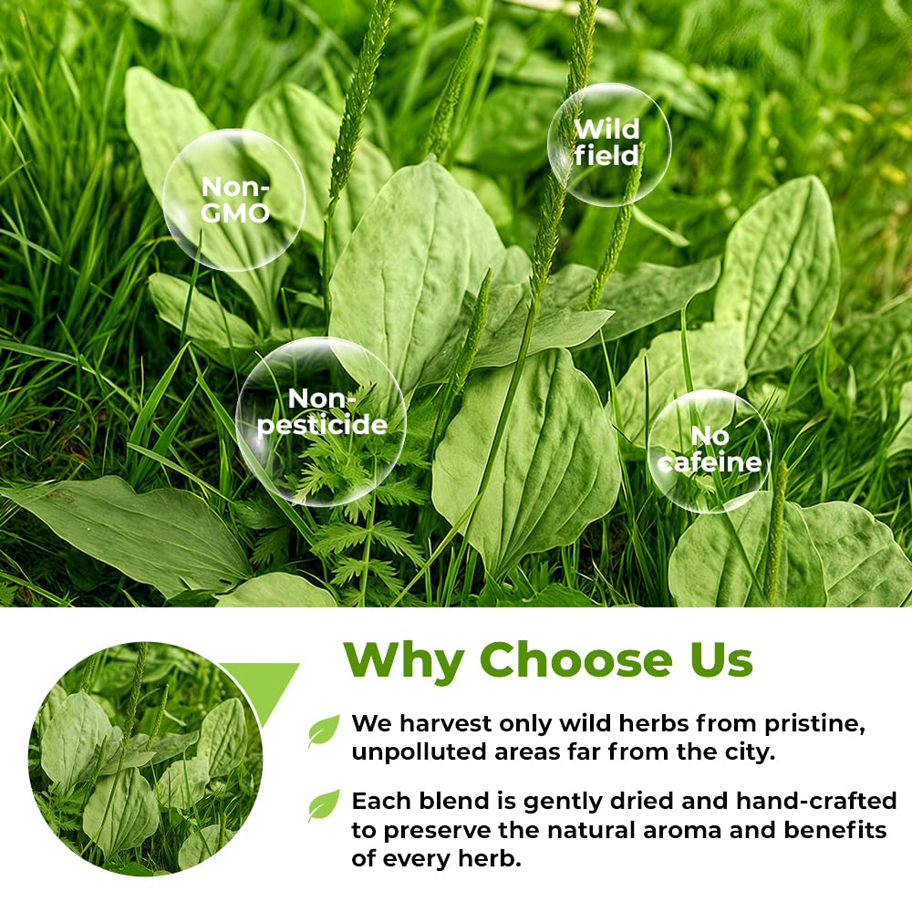 Wildfield Herbs Plantain leaves bundle, showing natural dried leaves for infusion.