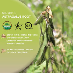 Worldwide Botanicals astragalus root packaging from sustainable farms ideal for herbal blends.