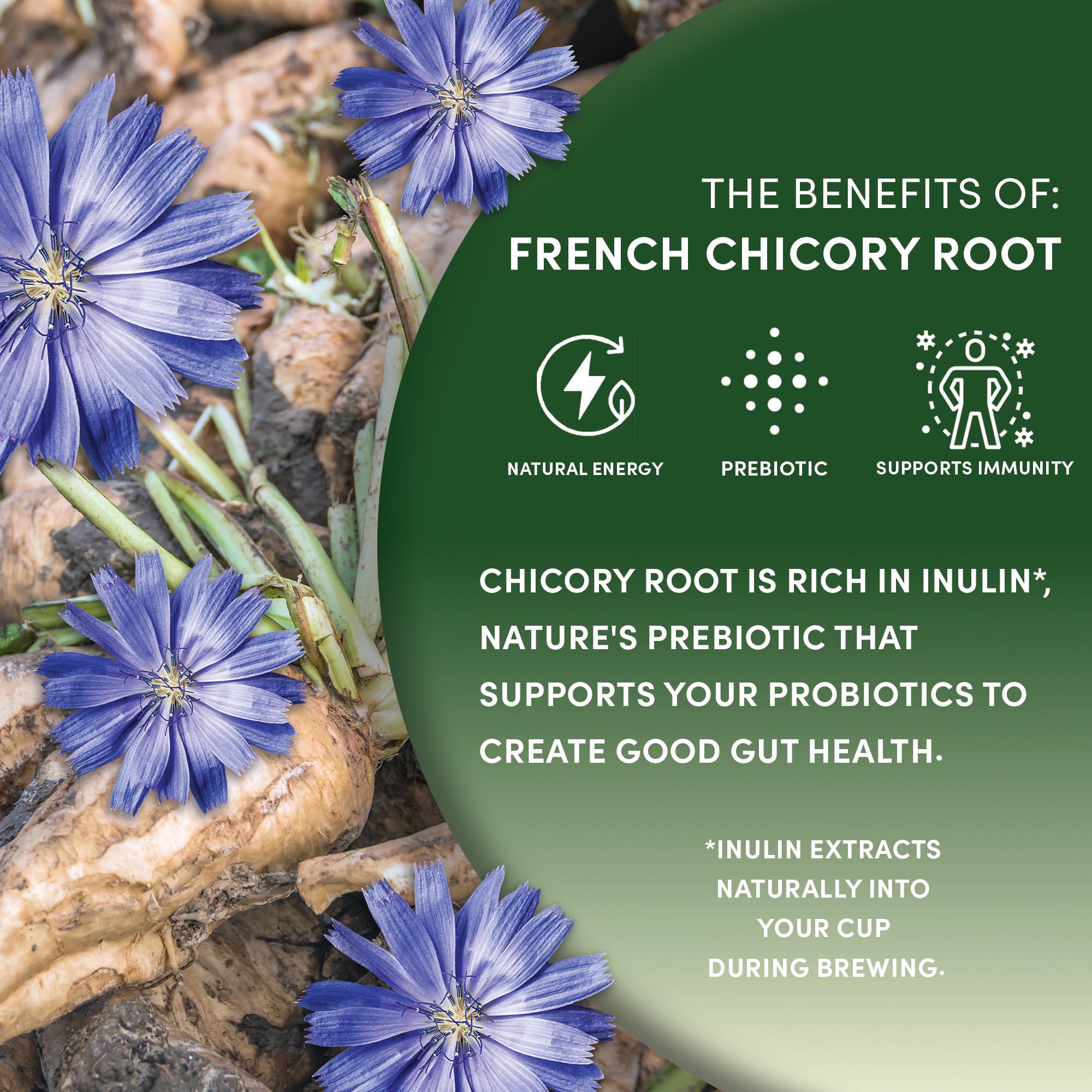 Worldwide Botanicals chicory brew in a cup with milk or creamer