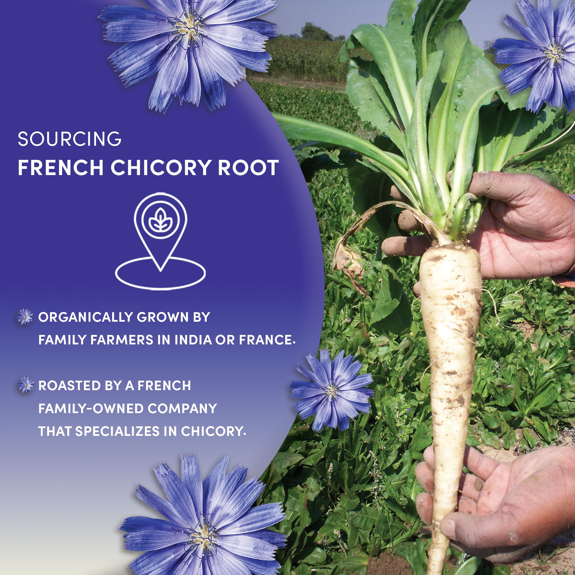 Worldwide Botanicals chicory root is kosher and gluten-free for diverse diets.