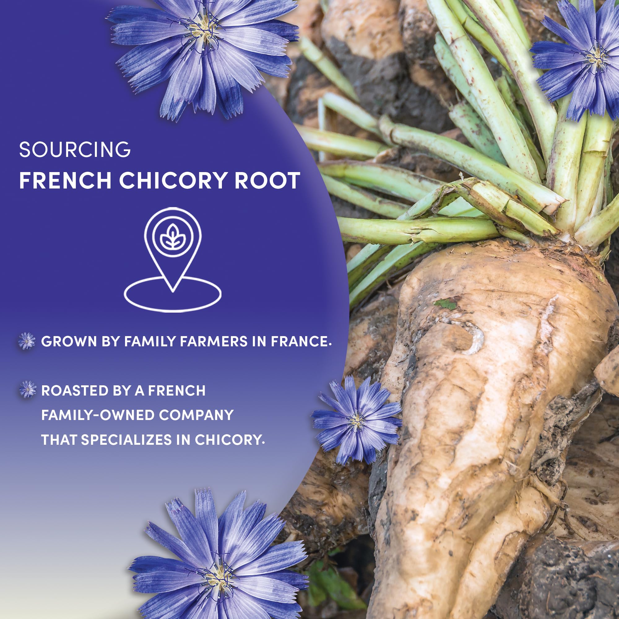 Creamy chicory beverage with milk for comfort